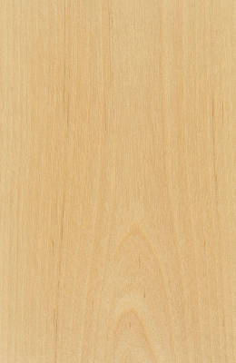 Birch Clear Natural