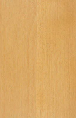 Birch Honey